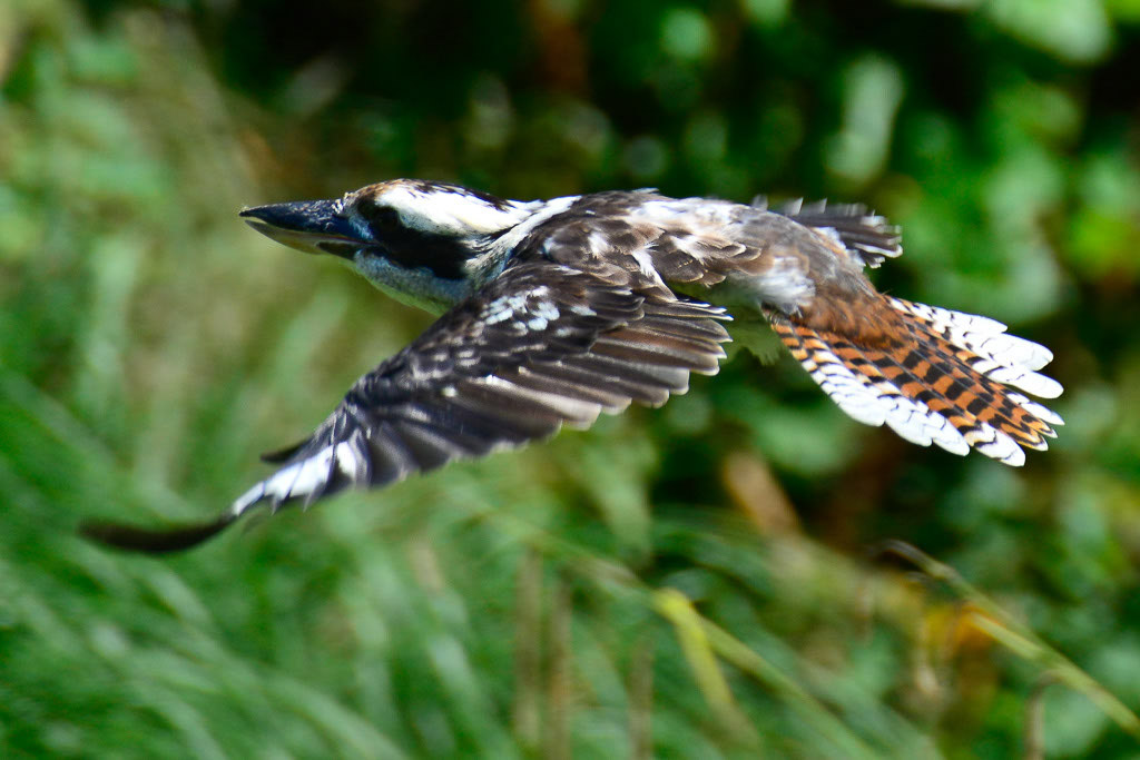 Vogel im Flug