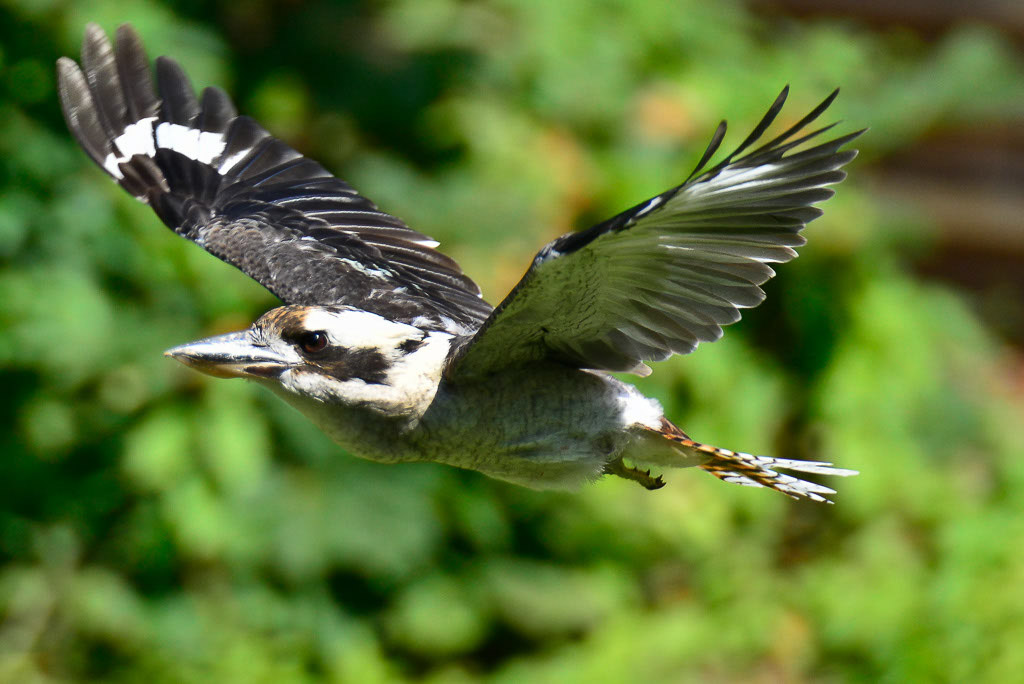 Vogel im Flug