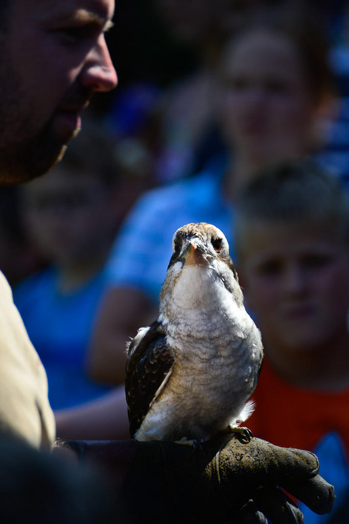 Falkner mit Greifvogel im Hochformat
