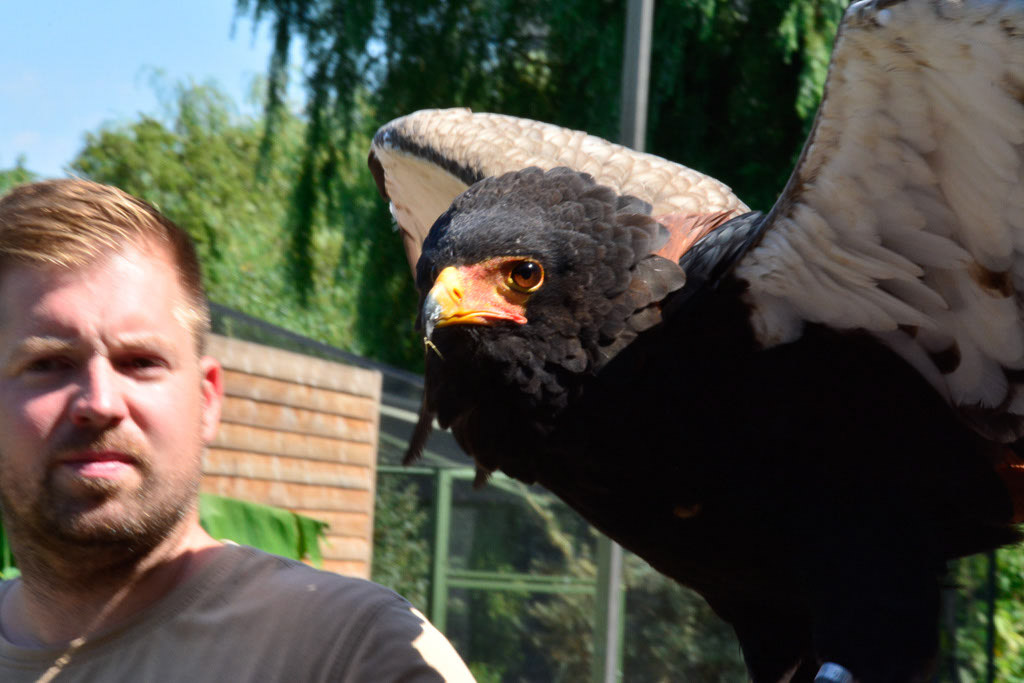 Falkner mit Adler