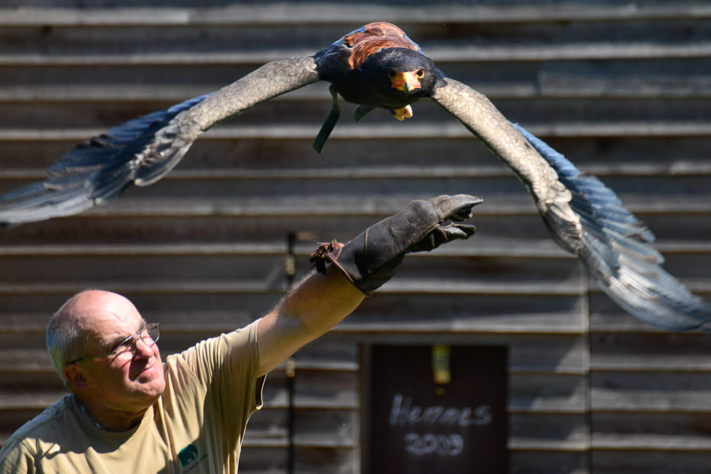 Flugshow mit Greifvögeln