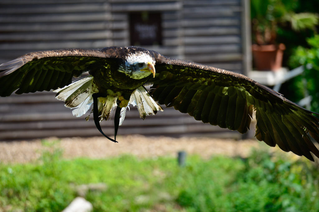 Flugshow mit Greifvögeln