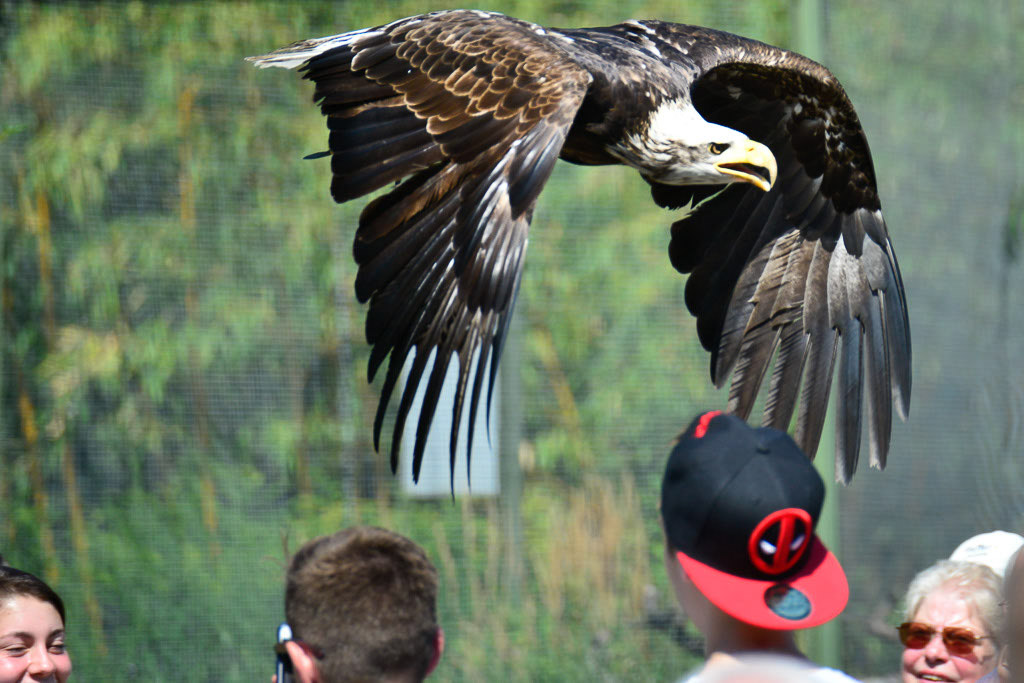 Adler im Flug