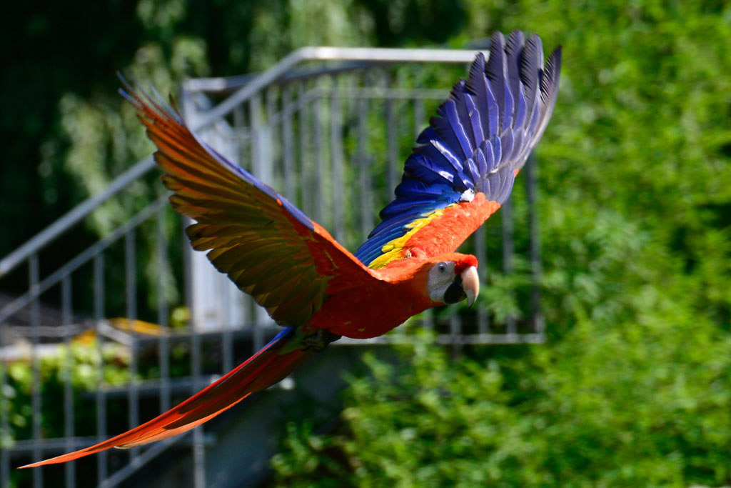 Ara im Flug