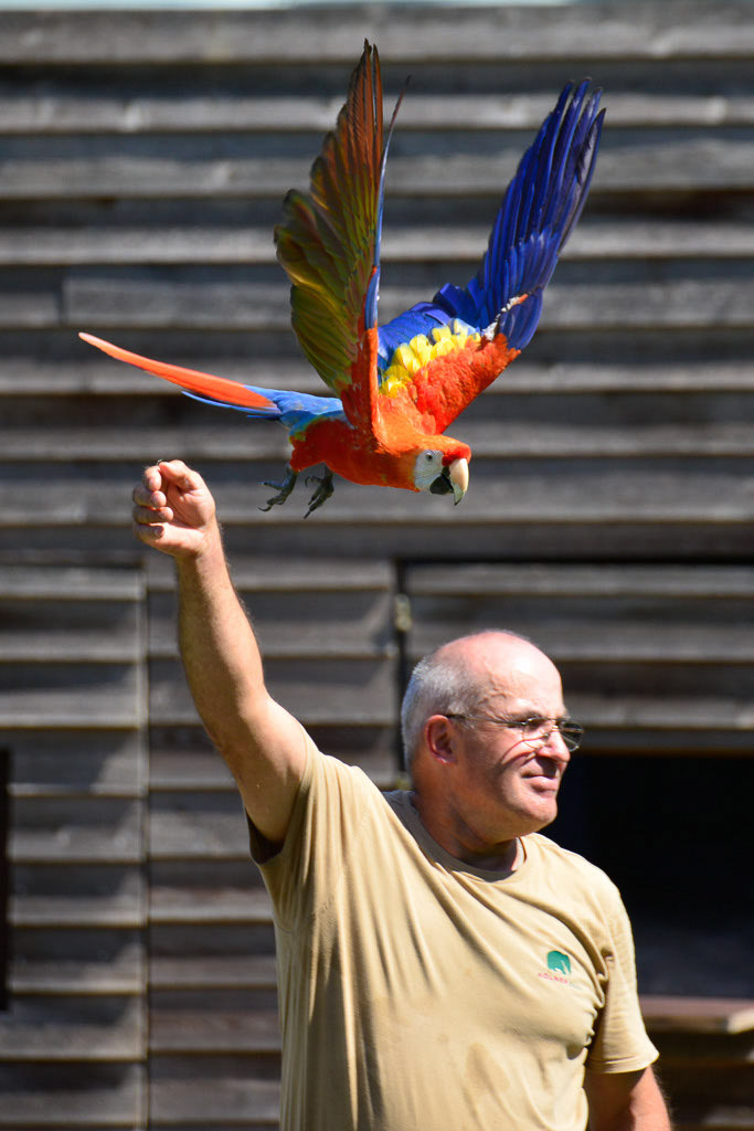 Ara im Flug im Hochformat
