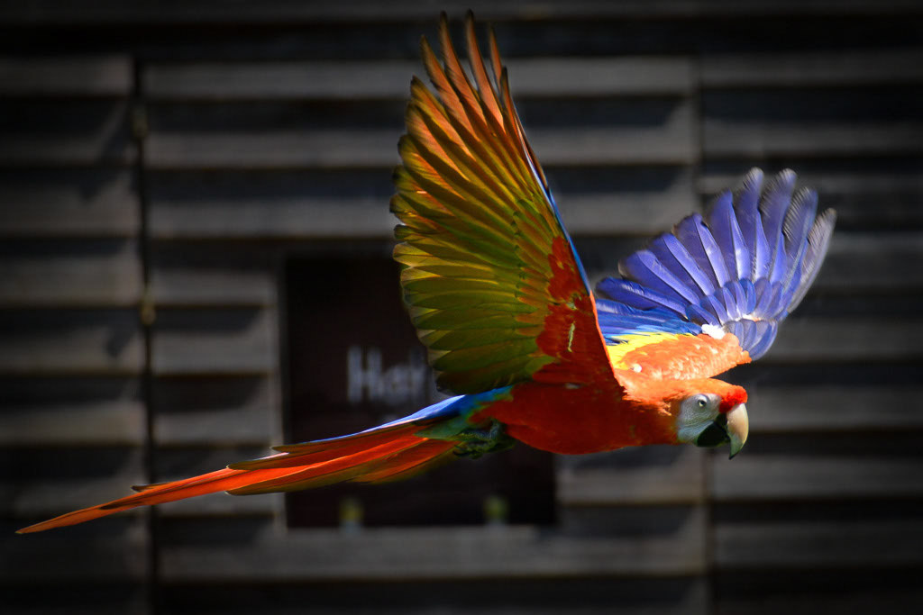 Ara im Flug