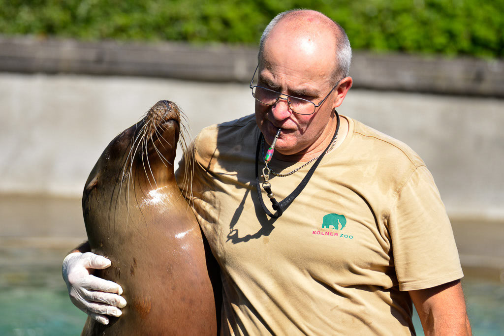 Seelöwe mit Pfleger