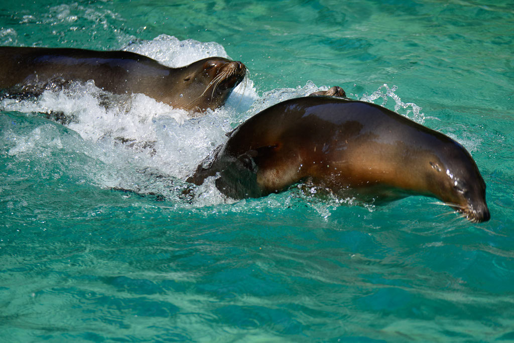 Seelöwen im Wasser