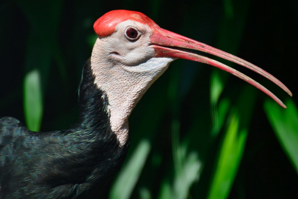 Ibis