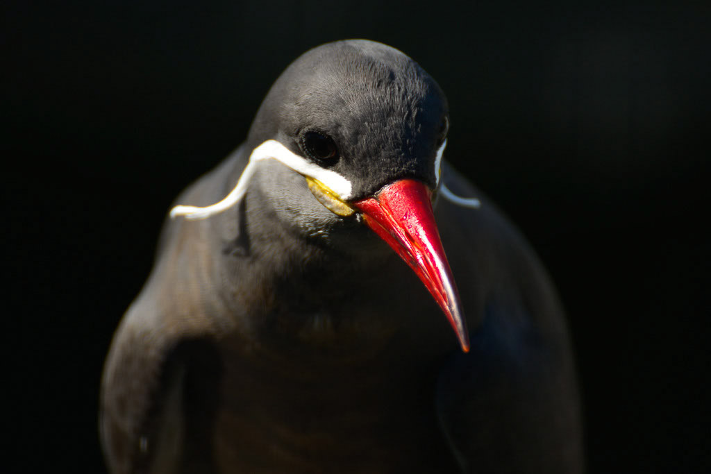Inkaseeschwalbe