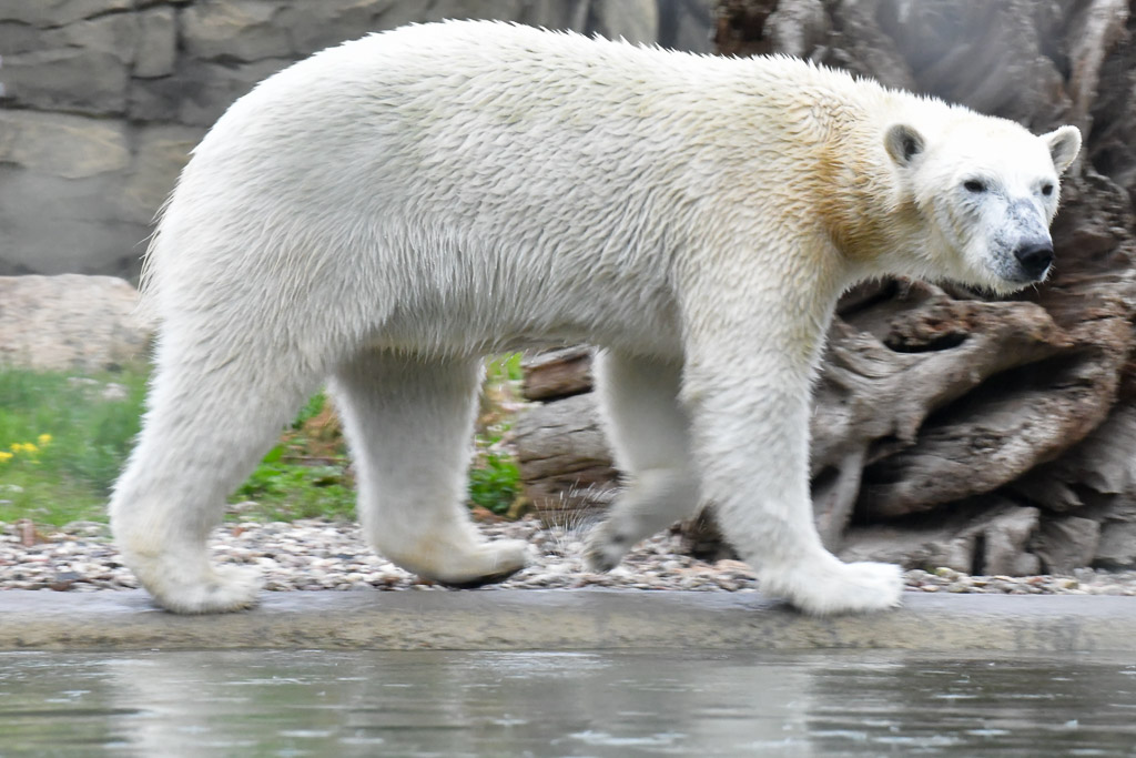 Eisbär im Polarium