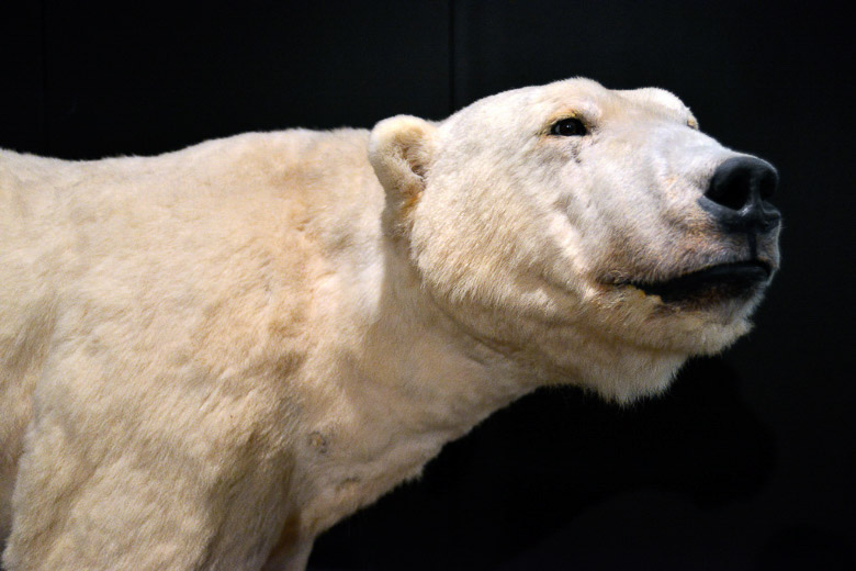 Eisbär