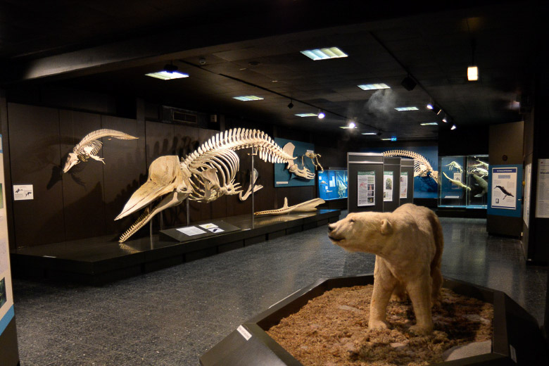 Walskelett und Eisbär im Schaumuseum