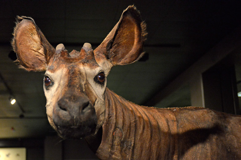 Kopf einer Antilope