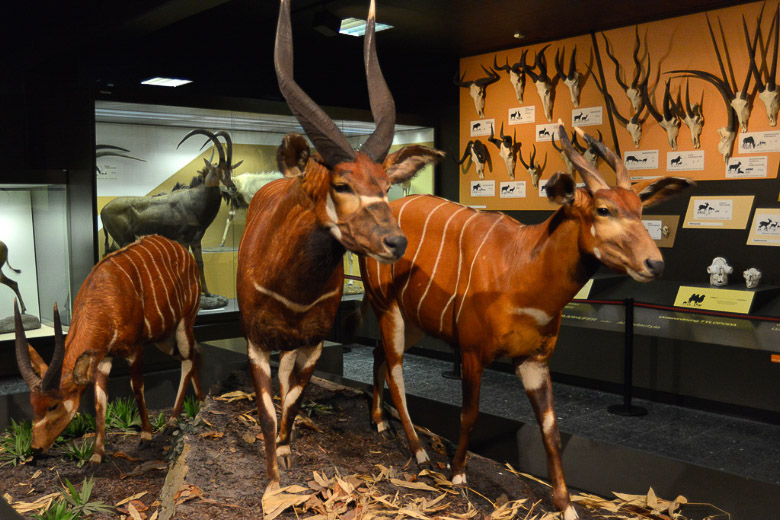 Antilopen im Schaumuseum