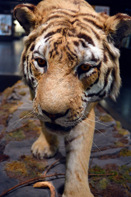 Tiger im Hochformat