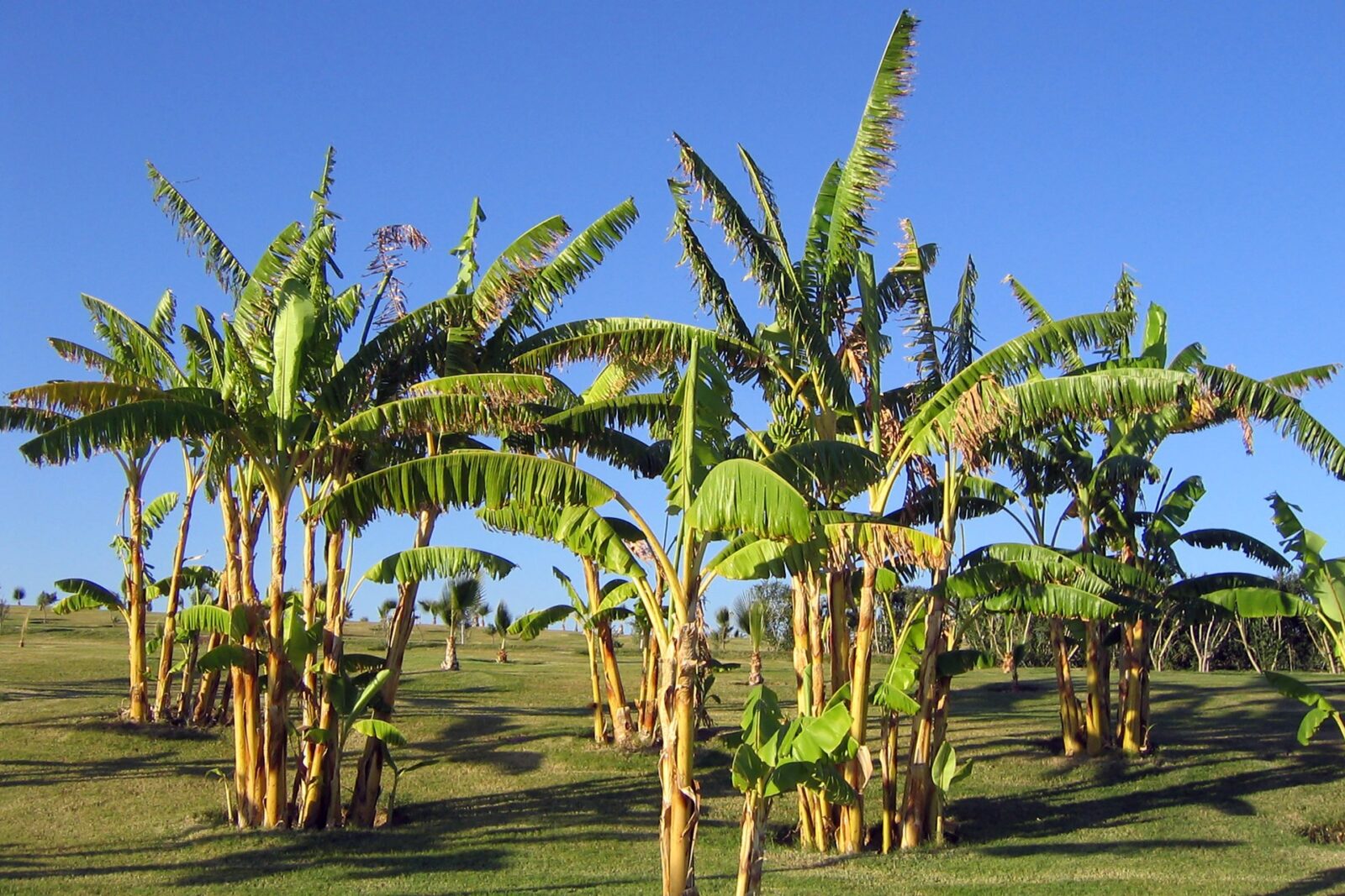 Bananenstauden in der Gartenanlage