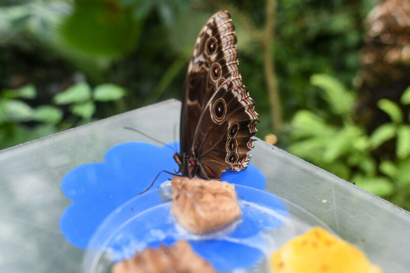 Schmetterling auf einer Blüte