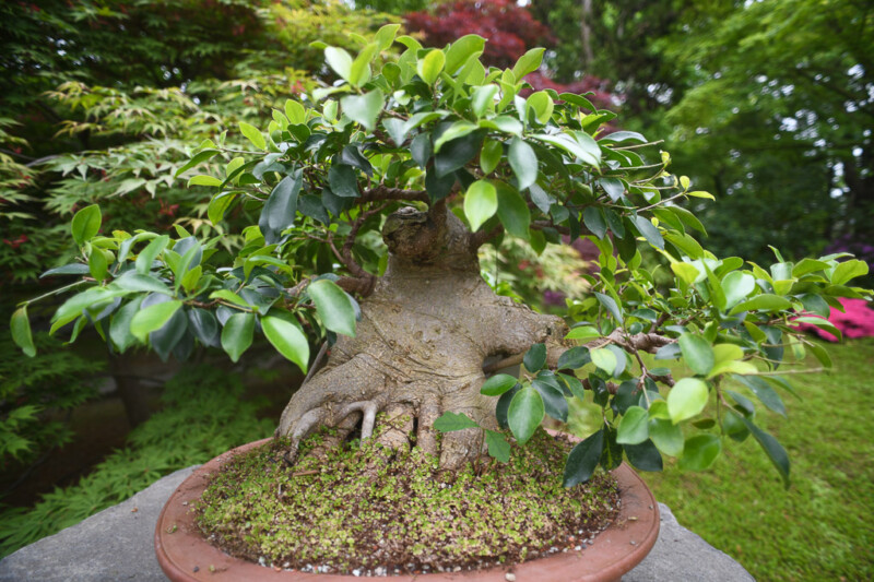 Bonsai