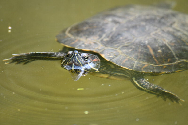 Wasserschildkröte im Teich