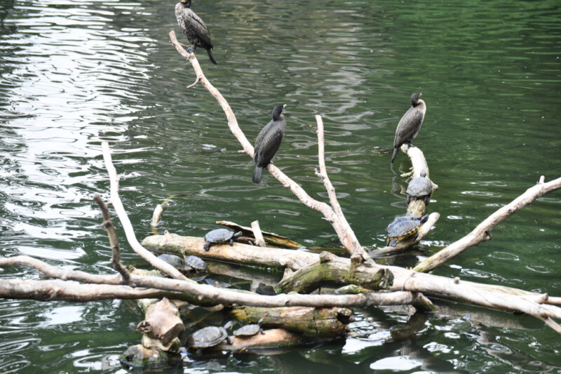 Kormorane auf einem Ast über dem Wasser