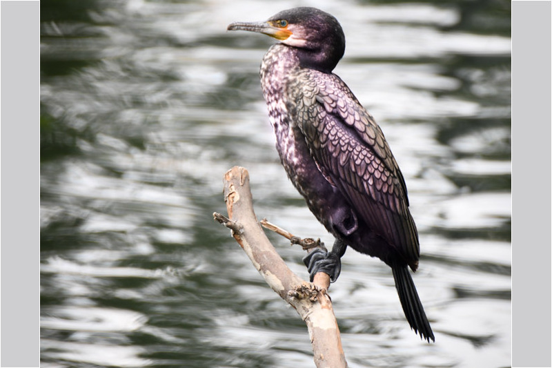 Kormoran auf einem Ast