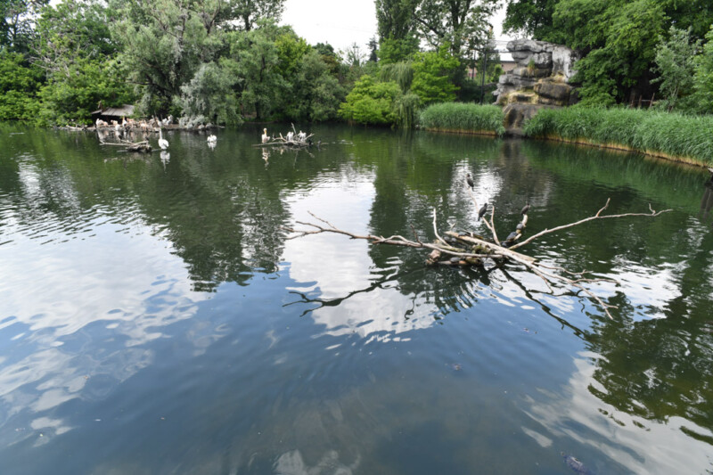 Teich im Budapester Zoo mit Spiegelungen