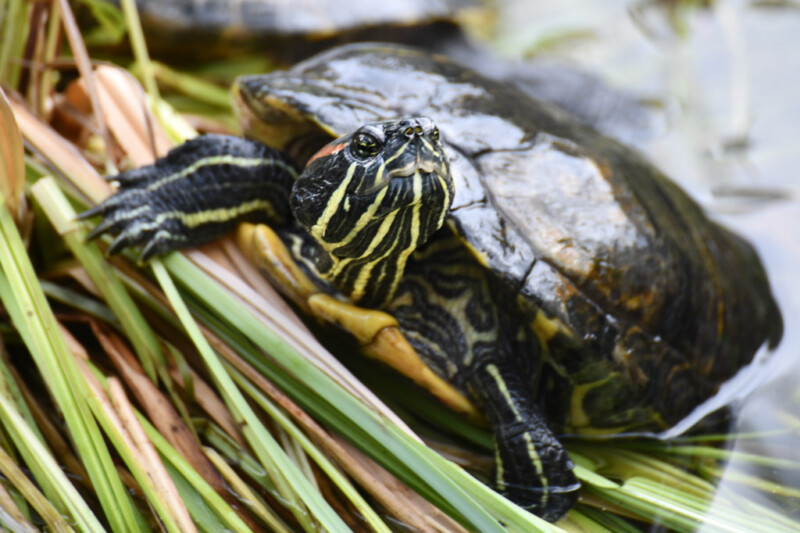 Schildkröte im Gras