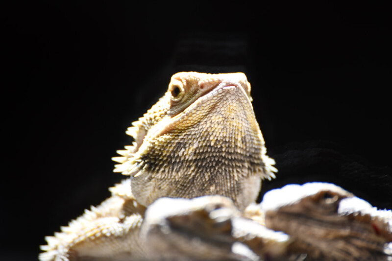 Bartagame auf einem Stein