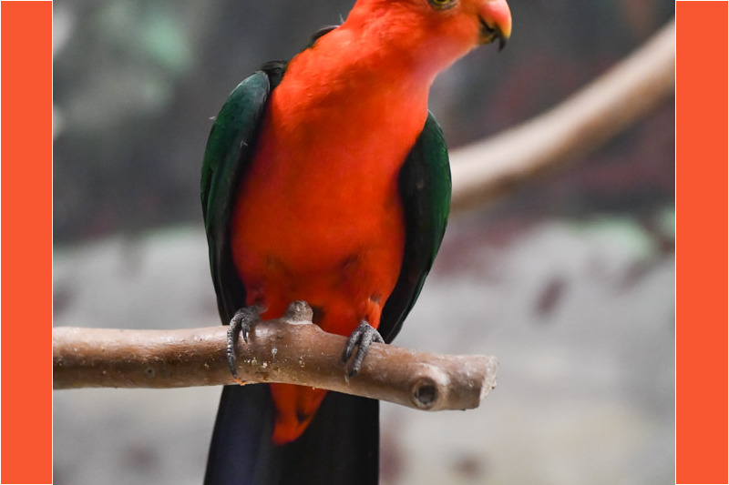 Roter Papagei mit grünen Flügeln auf einem Ast