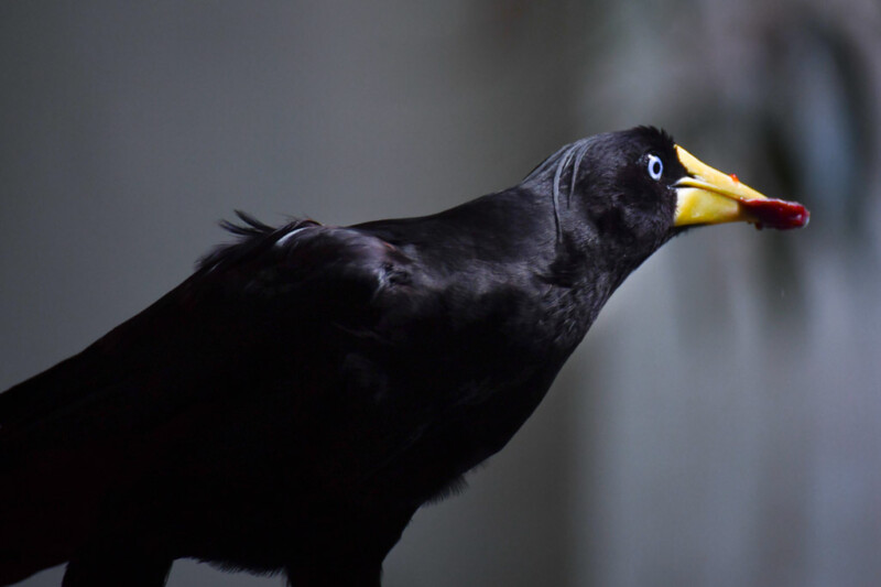 Schwarzer Vogel mit gelbem Schnabel
