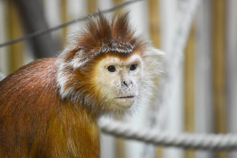 Affe mit rotbraunem Fell
