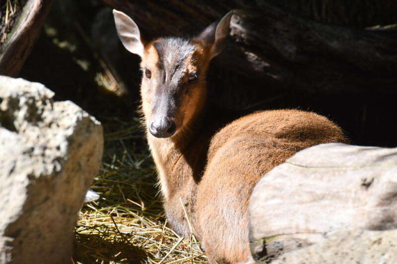 Hirschartiges Tier im Stroh