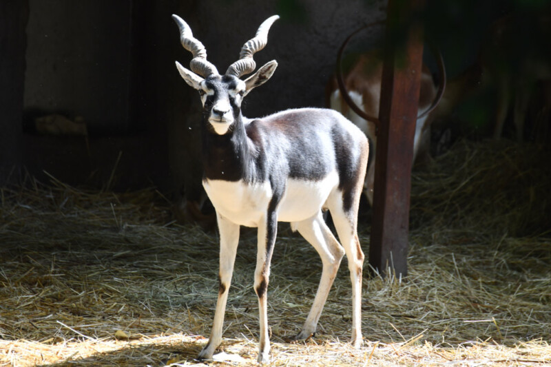 Antilope im Stall
