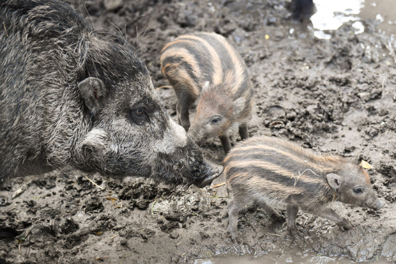 Wildschwein-Frischlinge mit Streifen
