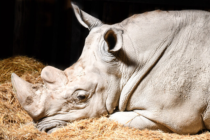 Nashorn liegt im Stroh