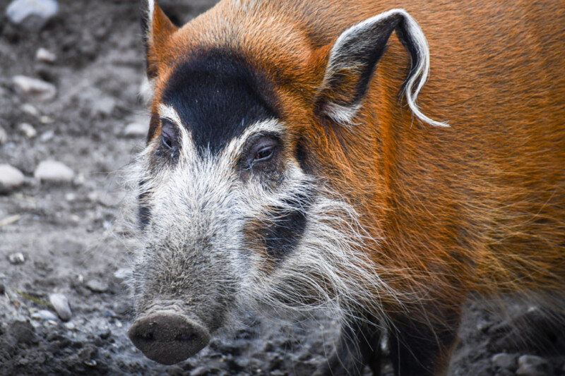 Pinselohrschwein