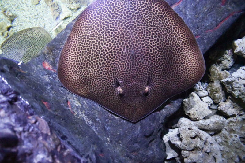 Rochen im Aquarium