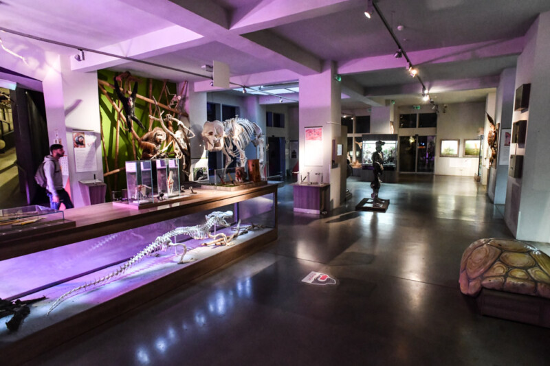 Ausstellungshalle mit Skeletten im Zoo