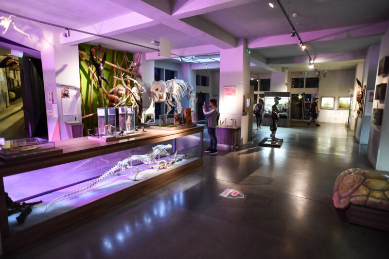 Ausstellungshalle mit Skeletten und violettem Licht