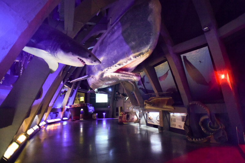 Wal-Skelett in der Ausstellungshalle