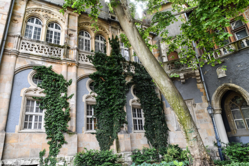 Efeubewachsene Fassade im Burghof