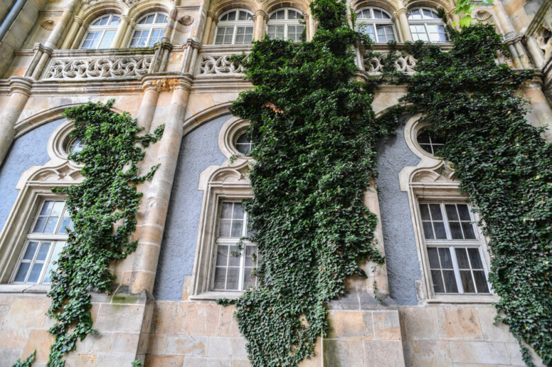 Fassade mit Fenstern und Efeu
