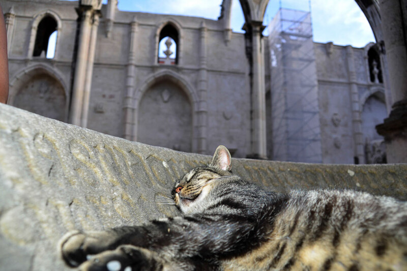 Katze auf einer Mauer der Ruine