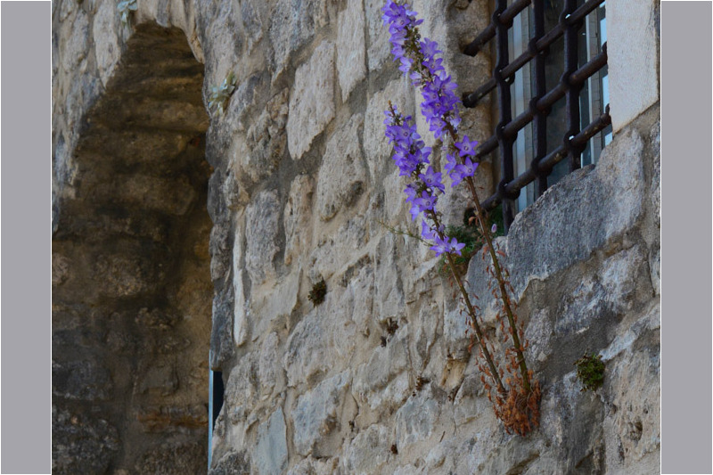 Violette Blüte an einer Steinmauer mit Fenster