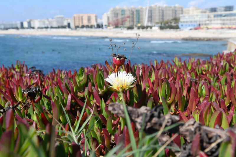 Weiße Blüte zwischen sukkulenten Pflanzen