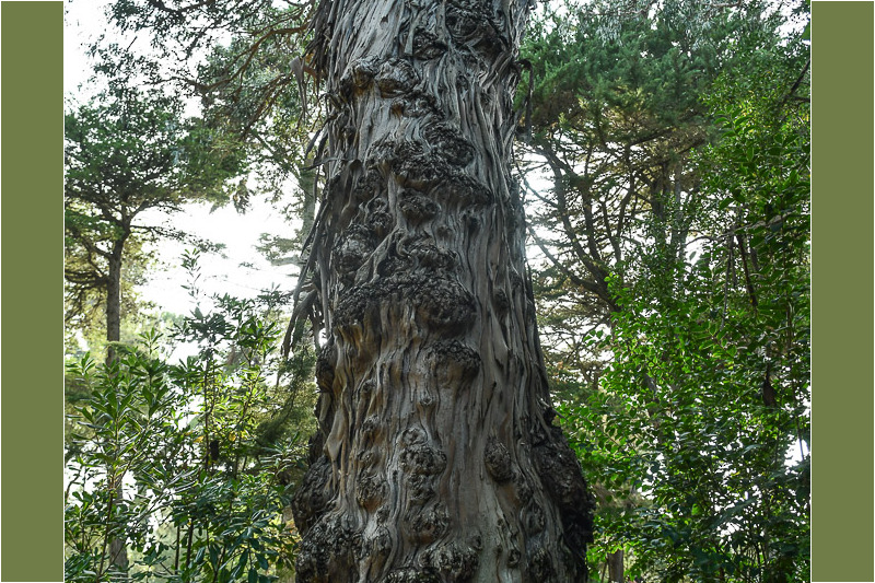 Alter Baum im Garten