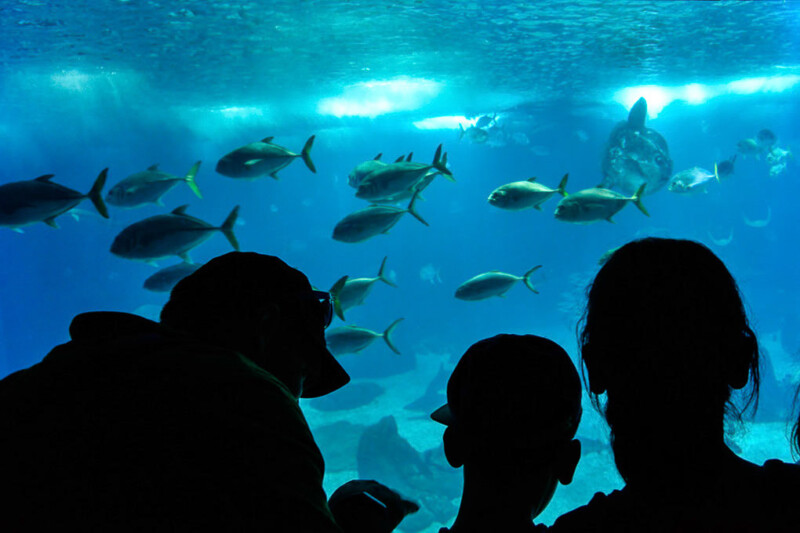 Fische und Besucher am Becken