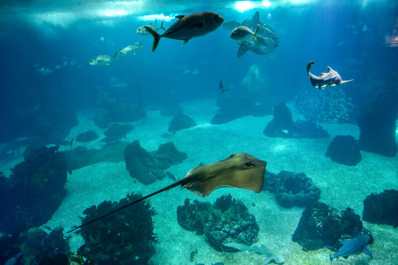 Rochen und Fische im Hauptbecken
