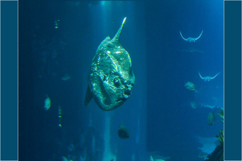 Fische im Hauptbecken